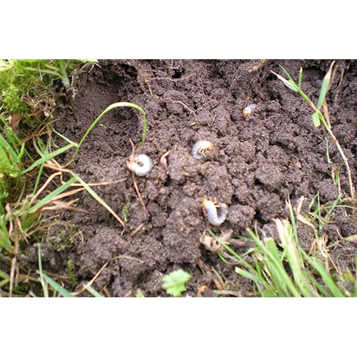 Ecostyle Aaltjes Tegen Engerlingen 100 M² 4 Ecostyle Aaltjes Tegen Engerlingen 100 M² - Afbeelding 2