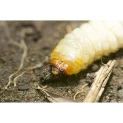 Tuin & Buiten 12 Tuin & Buiten -Tuin & Buiten ecostyle aaltjes tegen larven taxus kever l 10 m 600x400 6239a7fd808e4 l