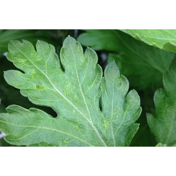 Ecostyle Aaltjes Tegen Larven Trips 50 M² 4 Ecostyle Aaltjes Tegen Larven Trips 50 M² - Afbeelding 2