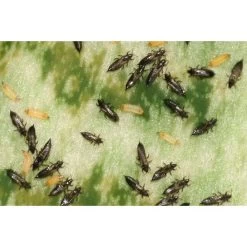 Ecostyle Aaltjes Tegen Larven Trips 50 M² 7 Ecostyle Aaltjes Tegen Larven Trips 50 M² -Tuin & Buiten ecostyle aaltjes tegen larven trips 50 m 600x400 6239a8db0c64d l