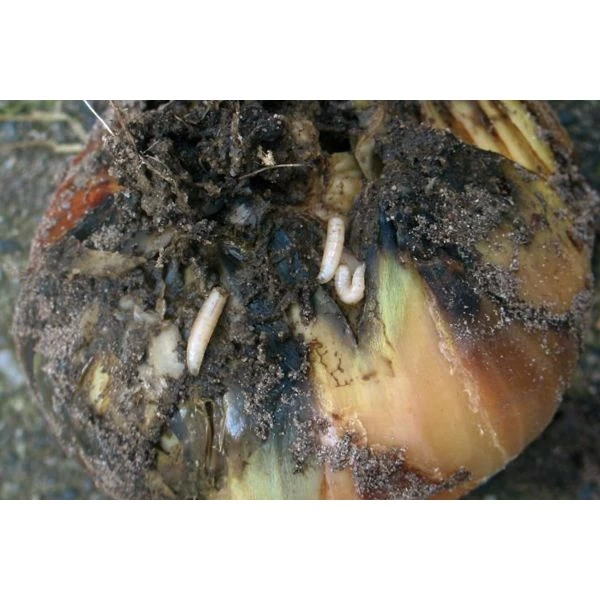 Ecostyle Aaltjes Tegen Larven Uienvlieg 60 M2 4 Ecostyle Aaltjes Tegen Larven Uienvlieg 60 M2 - Afbeelding 2