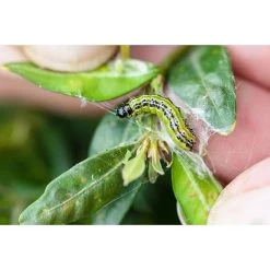 Ecostyle Aaltjes Tegen Rupsen Van De Buxusmot 20 M² -Tuin & Buiten ecostyle aaltjes tegen rupsen van de buxusmot 20 m 1612379851 2 l