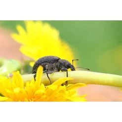 Ecostyle Aaltjes Tegen Taxuskevers Val 5 Ecostyle Aaltjes Tegen Taxuskevers Val -Tuin & Buiten ecostyle aaltjes tegen taxuskevers val 1593604669 1 l