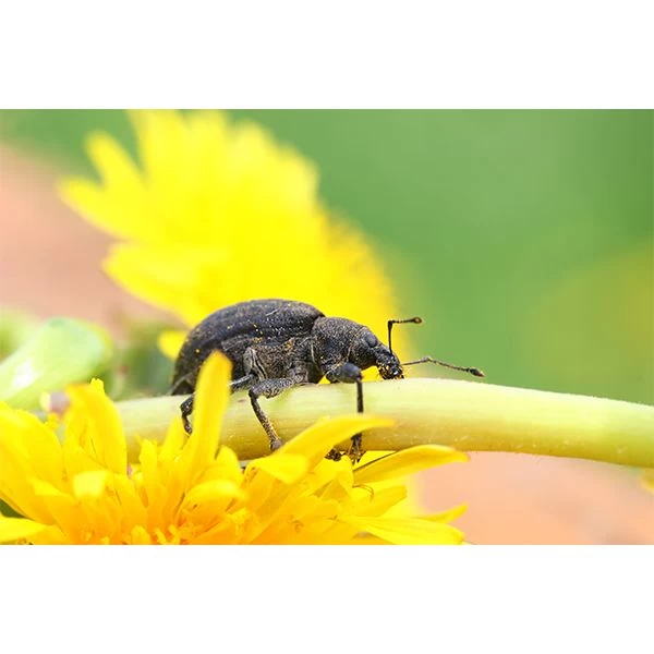 Ecostyle Aaltjes Tegen Taxuskevers Val 4 Ecostyle Aaltjes Tegen Taxuskevers Val - Afbeelding 2