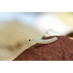 Ecostyle Aaltjes Tegen Varenrouwmug 5 M² -Tuin & Buiten ecostyle aaltjes tegen varenrouwmug 5 m 1593614513 2 l