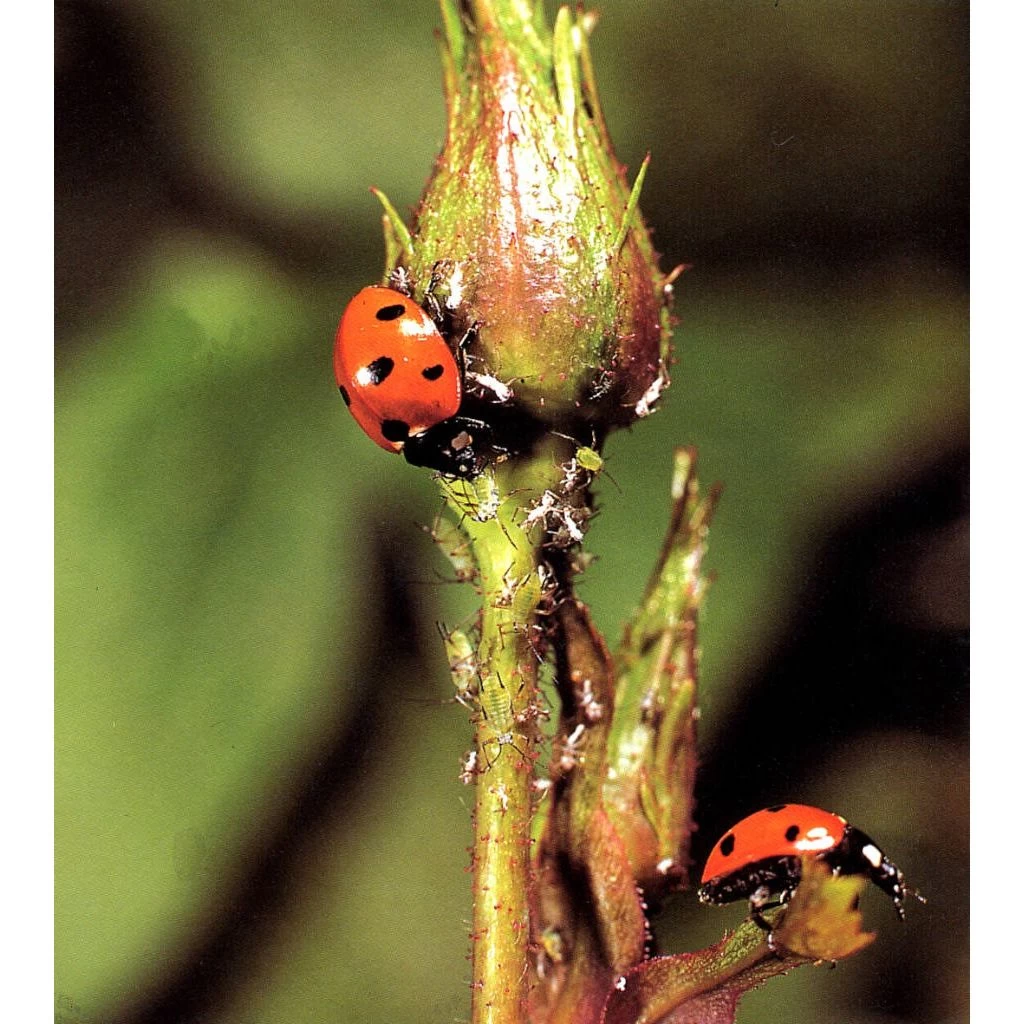 Ecostyle Larven Van Lieveheersbeestje 5 M² 4 Ecostyle Larven Van Lieveheersbeestje 5 M² - Afbeelding 2