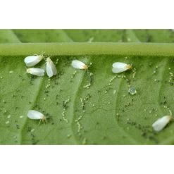 Ecostyle Sluipwesp Tegen Larven Witte Vlieg -Tuin & Buiten ecostyle sluipwesp tegen larven witte vlieg 1593789177 1 l