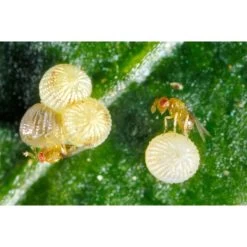 Ecostyle Sluipwespen Tegen Eitjes Van Motten -Tuin & Buiten ecostyle sluipwespen tegen eitjes van motten 1612385332 1 l